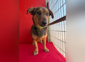 Emma, Dackel-Mix, Hündin, ca. 1 Jahr, 30 cm, 10 kg