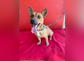 Robi, Dackel-Mix, Rüde, ca. 1 Jahr, ca. 30 cm, 7 kg