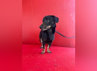 Teddy, Dackel-Mix, Rüde, geb. am 24.05.2019, 30 cm, 9 kg