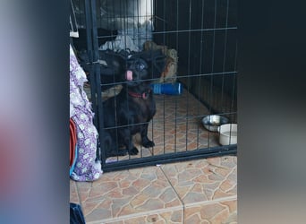 Greta, Dackel-Mix, Hündin, ca. 2 Jahre, ca. 30 cm