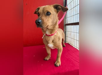 Fritz, Dackel-Mix, Rüde, geb. am 01.12.2021, 30 cm