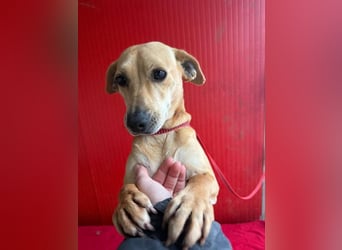 Mia, Dackel-Mix, Hündin, geb. am 01.01.2021, 30 cm, 8,5 kg