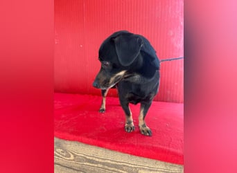 Teddy, Dackel-Mix, Rüde, geb. am 24.05.2019, 30 cm, 9 kg