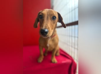 Sani, Dackel-Mix, Hündin, ca. 1 Jahr, ca. 30 cm