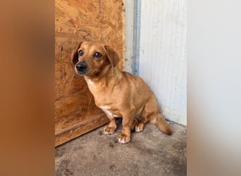 Barbie, Dackel-Mix, Hündin, geb. am 23.12.2023, 30 cm