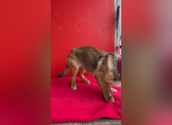 Lenny, Dackel-Mix, Rüde, ca. 1 Jahr, 35 cm