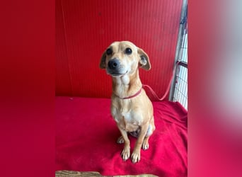 Mia, Dackel-Mix, Hündin, geb. am 01.01.2021, 30 cm, 8,5 kg