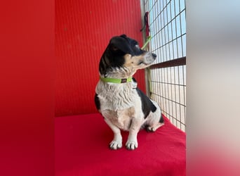 Ella, Dackel-Mix, Hündin, ca. 1 Jahr, 30 cm, 10 kg