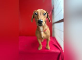 Sani, Dackel-Mix, Hündin, ca. 1 Jahr, ca. 30 cm