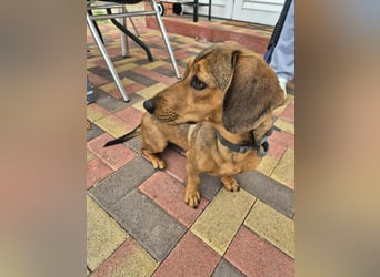 Funny, Dackel-Mix, Hündin, 1,5 Jahre, ca. 30 cm