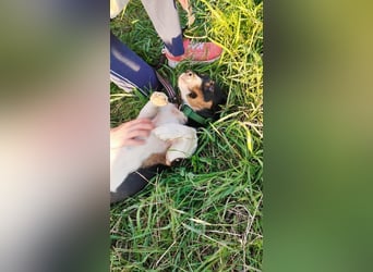 Jojo, Dackel-Mix, Rüde, geb. ca. 08.2024, 30 cm, 10 kg