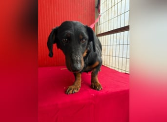 Ludopico, Dackel-Mix, Rüde, geb. am 10.01.2025, 30 cm