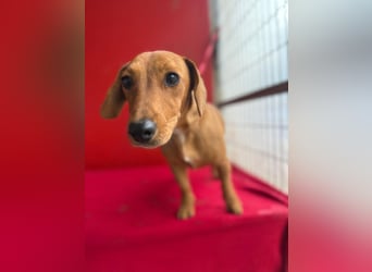 Sani, Dackel-Mix, Hündin, ca. 1 Jahr, ca. 30 cm