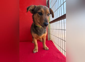 Emma, Dackel-Mix, Hündin, ca. 1 Jahr, 30 cm, 10 kg