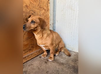 Barbie, Dackel-Mix, Hündin, geb. am 23.12.2023, 30 cm