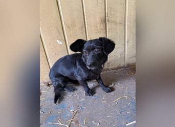 Malna, Dackel-Mix, Hündin, ca. 2 Jahre, ca. 25 cm, 6 kg