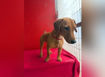 Sani, Dackel-Mix, Hündin, ca. 1 Jahr, ca. 30 cm