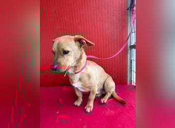 Fritz, Dackel-Mix, Rüde, geb. am 01.12.2021, 30 cm