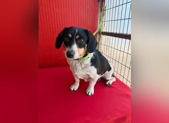 Ella, Dackel-Mix, Hündin, ca. 1 Jahr, 30 cm, 10 kg