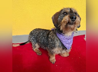 Morris, Dackel-Mix, Rüde, ca. 1 Jahr, 34 cm, 12 kg