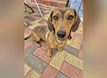 Funny, Dackel-Mix, Hündin, 1,5 Jahre, ca. 30 cm