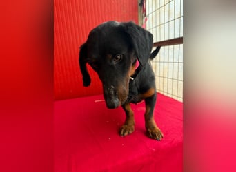 Ludopico, Dackel-Mix, Rüde, geb. am 10.01.2025, 30 cm
