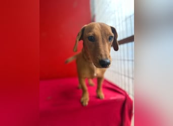 Sani, Dackel-Mix, Hündin, ca. 1 Jahr, ca. 30 cm