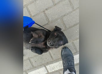 Greta, Dackel-Mix, Hündin, ca. 2 Jahre, ca. 30 cm