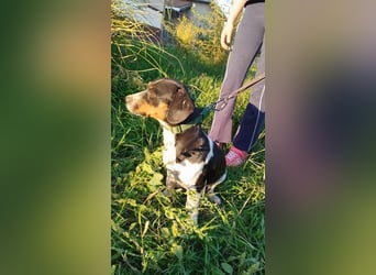 Jojo, Dackel-Mix, Rüde, geb. ca. 08.2024, 30 cm, 10 kg