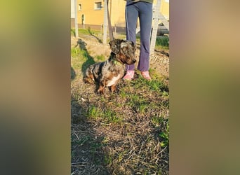 Merlin, Kurzhaardackel, Rüde, geb. ca. 10.2023, 26 cm, ca. 5,5 kg