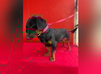 Ludopico, Dackel-Mix, Rüde, geb. am 10.01.2025, 30 cm