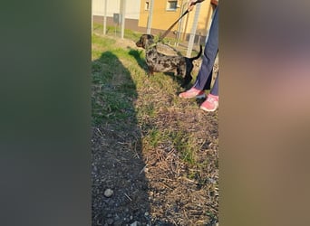 Merlin, Kurzhaardackel, Rüde, geb. ca. 10.2023, 26 cm, ca. 5,5 kg