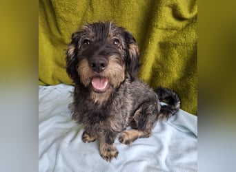 Rudo, Dackel-Mix, Rüde, ca. 1 Jahr, 32 cm, 9 kg