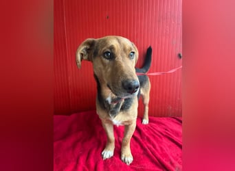 Benji, Dackel-Mix, Rüde, geb. am 18.12.2023, 32 cm