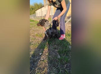 Merlin, Kurzhaardackel, Rüde, geb. ca. 10.2023, 26 cm, ca. 5,5 kg