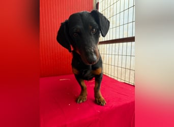 Ludopico, Dackel-Mix, Rüde, geb. am 10.01.2025, 30 cm