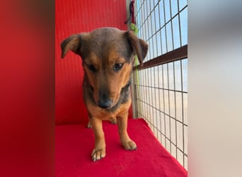 Emma, Dackel-Mix, Hündin, ca. 1 Jahr, 30 cm, 10 kg