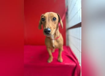 Sani, Dackel-Mix, Hündin, ca. 1 Jahr, ca. 30 cm