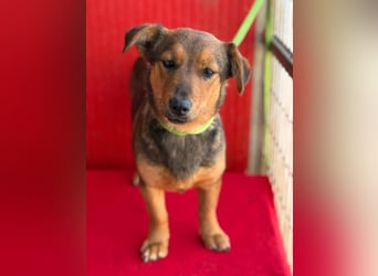 Emma, Dackel-Mix, Hündin, ca. 1 Jahr, 30 cm, 10 kg
