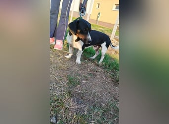 Jojo, Dackel-Mix, Rüde, geb. ca. 08.2024, 30 cm, 10 kg