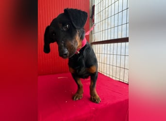 Ludopico, Dackel-Mix, Rüde, geb. am 10.01.2025, 30 cm