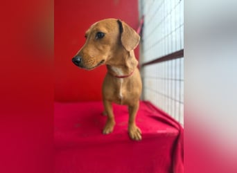 Sani, Dackel-Mix, Hündin, ca. 1 Jahr, ca. 30 cm