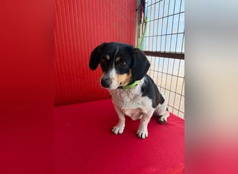 Ella, Dackel-Mix, Hündin, ca. 1 Jahr, 30 cm, 10 kg