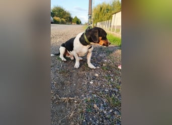 Jojo, Dackel-Mix, Rüde, geb. ca. 08.2024, 30 cm, 10 kg