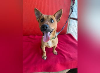 Robi, Dackel-Mix, Rüde, ca. 1 Jahr, ca. 30 cm, 7 kg