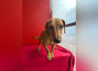 Sani, Dackel-Mix, Hündin, ca. 1 Jahr, ca. 30 cm