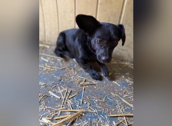 Malna, Dackel-Mix, Hündin, ca. 2 Jahre, ca. 25 cm, 6 kg