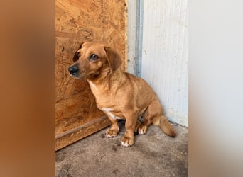 Barbie, Dackel-Mix, Hündin, geb. am 23.12.2023, 30 cm