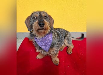 Morris, Dackel-Mix, Rüde, ca. 1 Jahr, 34 cm, 12 kg