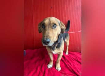 Benji, Dackel-Mix, Rüde, geb. am 18.12.2023, 32 cm